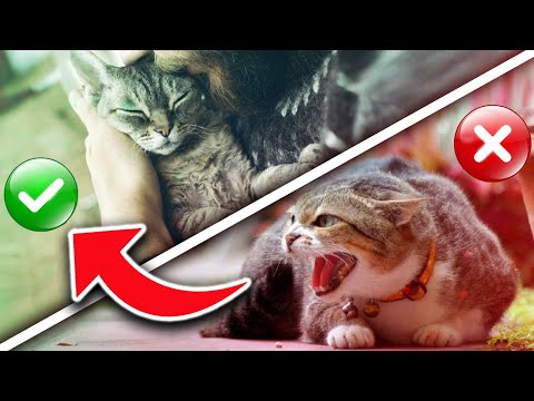 10 Quick Tips For Cats - How To GET My Cat To “Trust Me Again”. [BEST ADVICE]