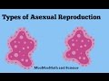 Asexual Reproduction