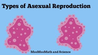 Asexual Reproduction