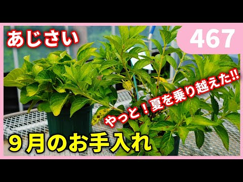 9月のシルバーキャンドル 植物