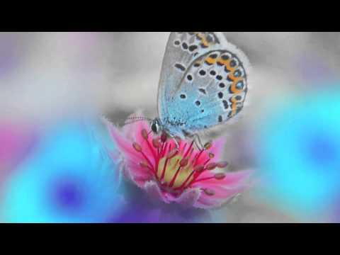 Messi & Pepe ft. Pintahiki, Jallu - Uusia Perunoita