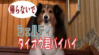【シェルティ】タイオウ君バイバイ【フランス田舎暮らし🇫🇷】#犬の散歩 #賢い犬 #犬のいる暮らし #シェルティ