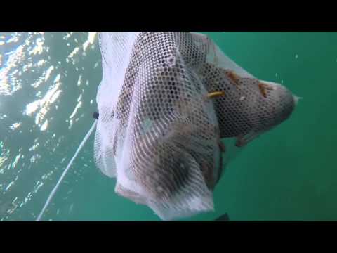 beach dive lobster season 2015