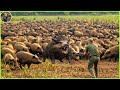 How Do Hunters And American Farmers Deal With Millions Of Wild Boars And Other Invasive Species