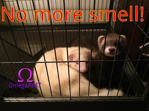 download lagu mp3 mp4 Best Ferret Litter For Odor Control, download lagu Best Ferret Litter For Odor Control gratis, unduh video klip Best Ferret Litter For Odor Control