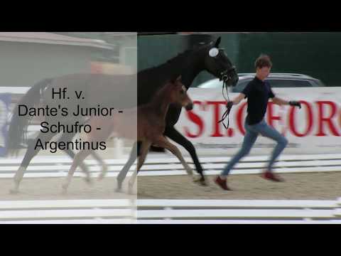 Hf v Dantes Junior x Schufro x Argentinus