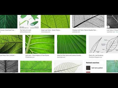 Openstax Biology Chapter 14.1-14.2 Diversity of Plants