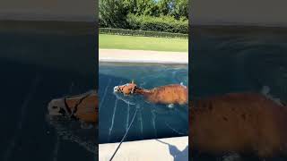 cavalo tomando banho de piscina
