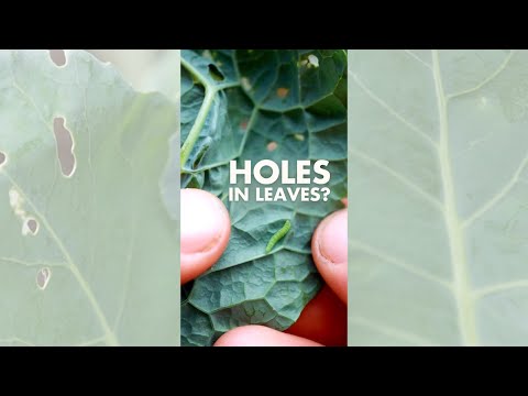 SOS Louvette: サラダを食べる白い虫を駆除するにはどうすればよいですか?  庭園