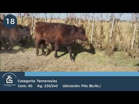 Lote M Y H - Pila Bs As