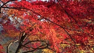 preview picture of video '京都・宇治 紅葉 宇治川右岸に沿って Uji River in autumn, Kyoto(2013-12)'