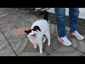 Pink Nosed Cat Meowing And Purring Loudly For Affection Is So Cute