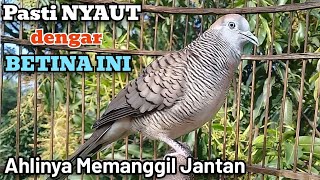 Download lagu Perkutut Betina Memanggil Jantan - Perkutut Manapun Pasti NYAUT Dengar Betina ini Manggung mp3 Download lagu Perkutut Betina Memanggil Jantan - Perkutut Manapun Pasti NYAUT Dengar Betina ini Manggung mp3