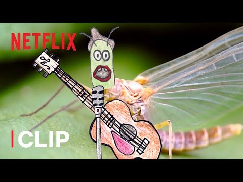 Thumbnail of the video: The Cycle of Life of a Mayfly ๐ Absurd Planet | Netflix Futures