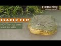 Scare Video Bullfrog Jumps Straight Into Camera EcoTraining