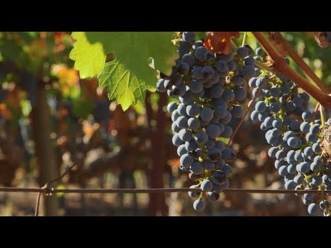 Stag's Leap Wine Cellars - 2015 Napa Valley Harvest