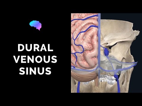 Dural Venous Sinuses (3D Anatomy Tutorial) | UKMLA | CPSA | PLAB 2