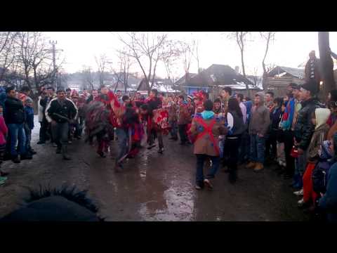 capra poiana negustorului 2015