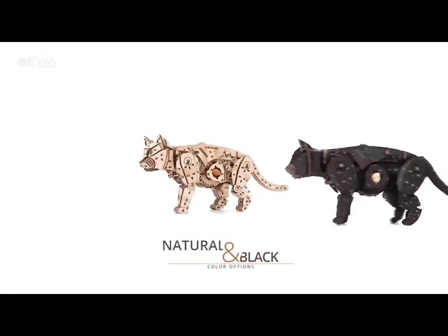 Video Teaser für Wild & Black Cat