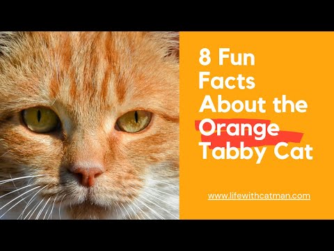 8 Fun Facts About the Orange Tabby Cat
