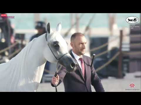 N 404 HATTAN AL NASSER   Katara Int  Arabian Horse Festival 2022   Mares 7 10 Years Old Class 8