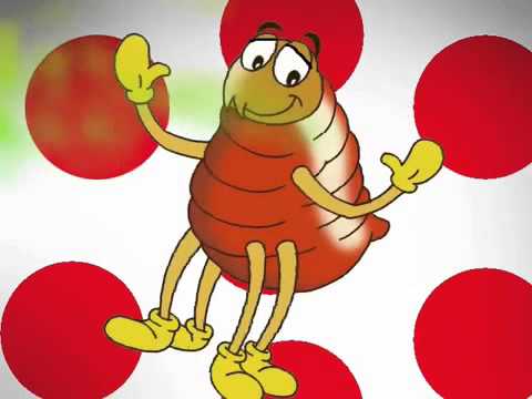 Pulga na cueca do vovô HD