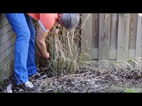 Miscanthus sinensis Zebragras, snoeien in het voorjaar, hoe en wat.