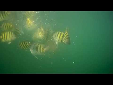 Scuba Diving Tarkarli - Pratiksha #nature #scubadiving #family #sea #fish