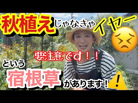 霜を恐れない植物や低木