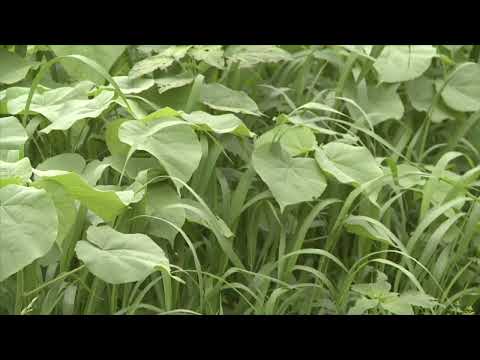 Sussex County Farmland Preservation