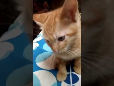 Chintu Cat and Family