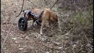 Smokey gets his wheels - How far can you go to give a dog happiness?