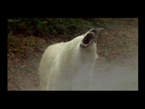 Yer Not the Ocean - The Tragically Hip