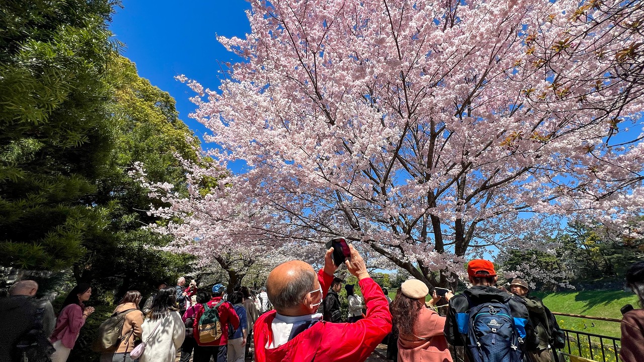 What Cherry Blossom Season in Japan is Like