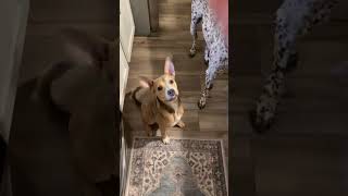 Video preview image #1 Mutt Puppy For Sale in Sykesville, MD, USA