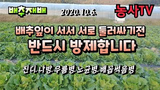 배추재배 잎이 둘러싸기전 반드시 방제합니다. 진디.나방.무름병.배꼽썩음병. 모스피란농약. 미리카드농약.칼슘붕…