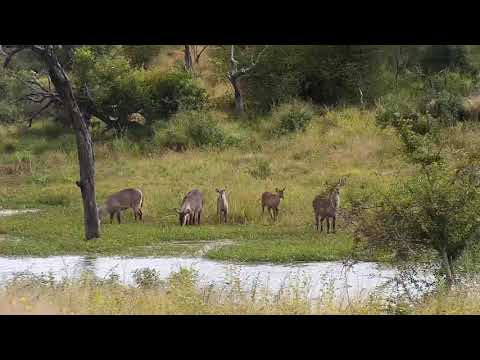 Djuma: Waterbucks at shallow end of dam - 02:45 - 04/20/21