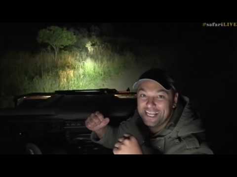 March 26, 2017- RARE RARE sighting- not 1 but 2 HONEY BADGERS