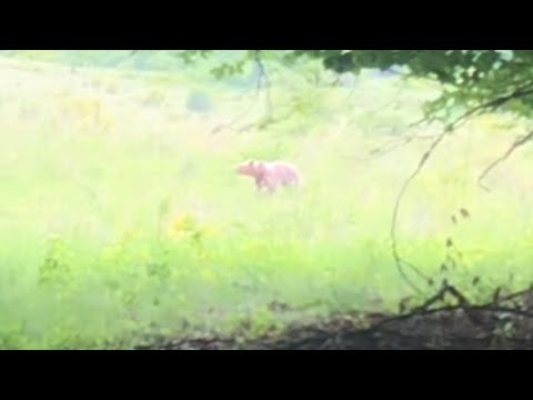 Circuit Carta Noul Roman Fofeldea Colun | Bear Encounter in Transylvania | Urs - satul Poienita