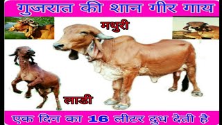 preview picture of video 'Gujarat best gir cow and gaushala dilipsinh parmar gir farm lunsar'