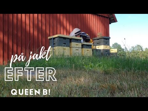 Drottningbyte i Bigårdarna