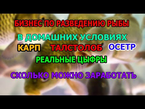 , title : 'КАК ОРГАНИЗОВАТЬ БИЗНЕС ПО РАЗВЕДЕНИЮ РЫБЫ СКОЛЬКО МОЖНО ЗАРАБОТАТЬ  БИЗНЕС ИДЕЯ'