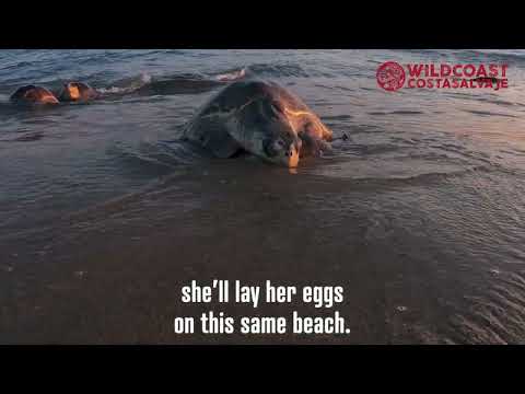 The Sea Turtle Arribada Official Teaser