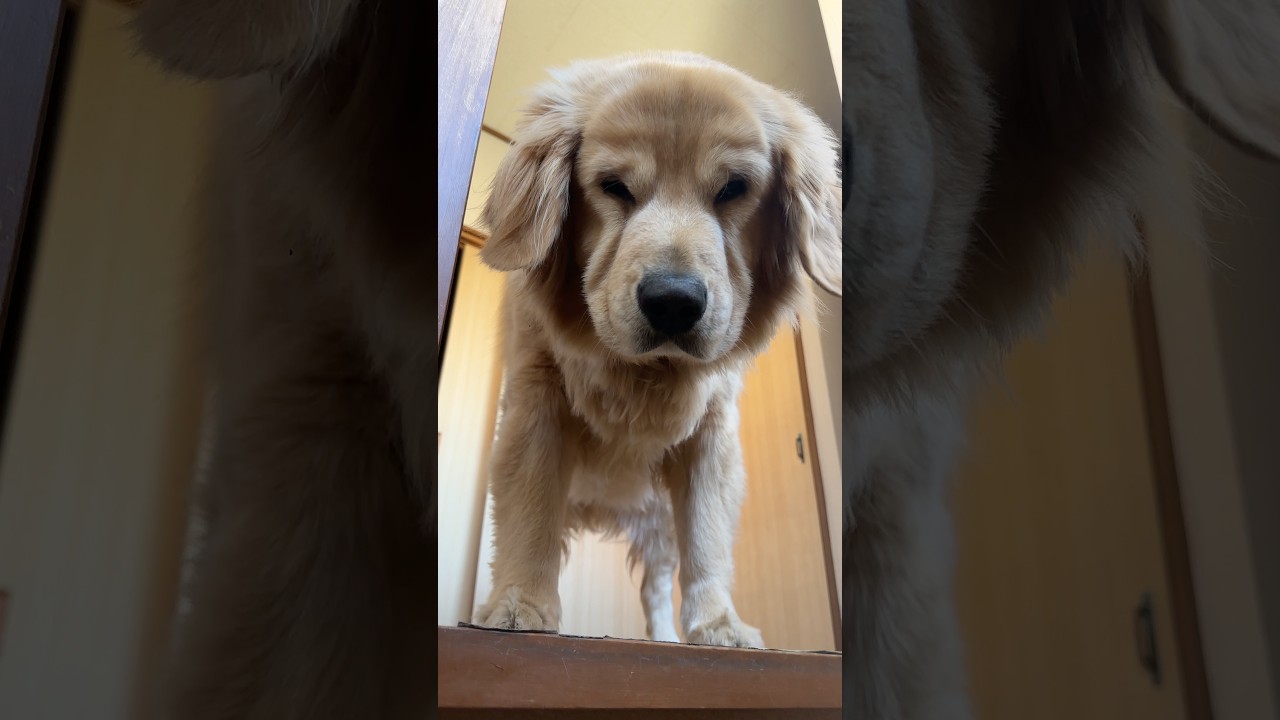 ゴールデンレトリバー起きてきた！