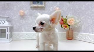 ハーフ犬の動画01
