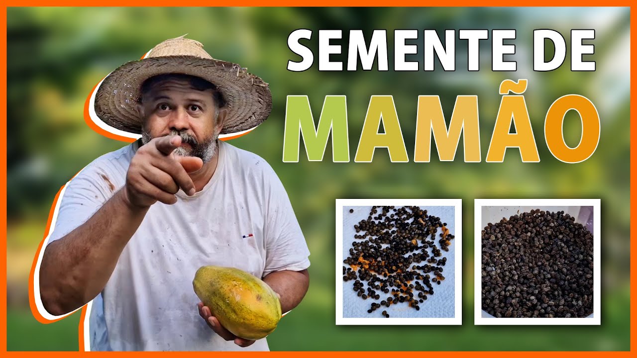 Como separar as sementes para não dar mamão macho no plantio.