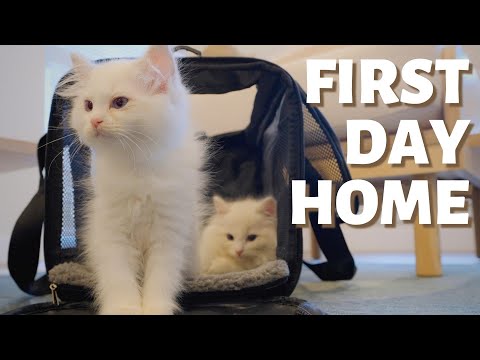 Bringing Home Our Ragdoll Kittens | Kittens’ First Day Home