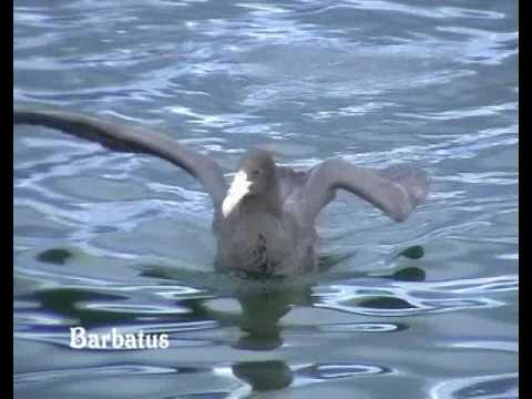 Petrel gigante común ( Macronectes giganteus ) S