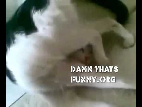 Ultra Passive Cat Funny Video Funny Animal Videos