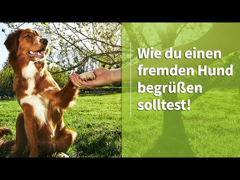 Mensch und Hund ➡️ Wie du einen fremden Hund begrüßen solltest! ✔️